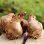 King Alfred Daffodil Bulbs x 10